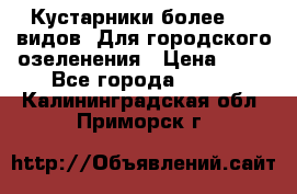 Кустарники более 100 видов. Для городского озеленения › Цена ­ 70 - Все города  »    . Калининградская обл.,Приморск г.